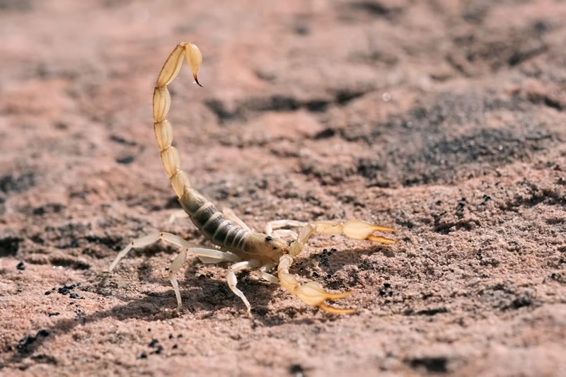 Spider-not kills scorpions